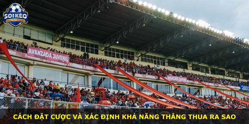 Cách đặt cược và xác định khả năng thắng thua ra sao